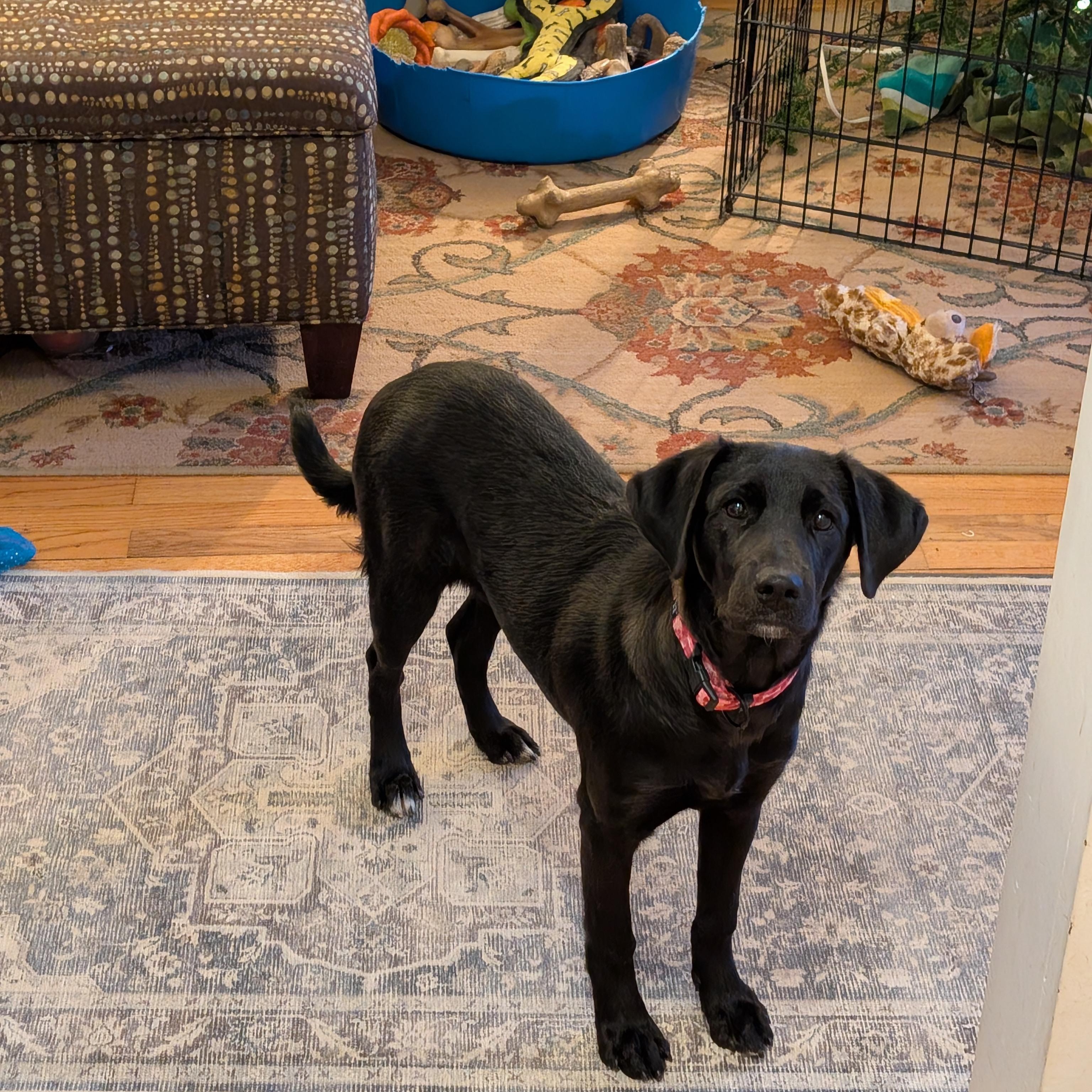 Enlarge Midnight, a Adoptable Mixed Breed in Burlington, VT image 2/6