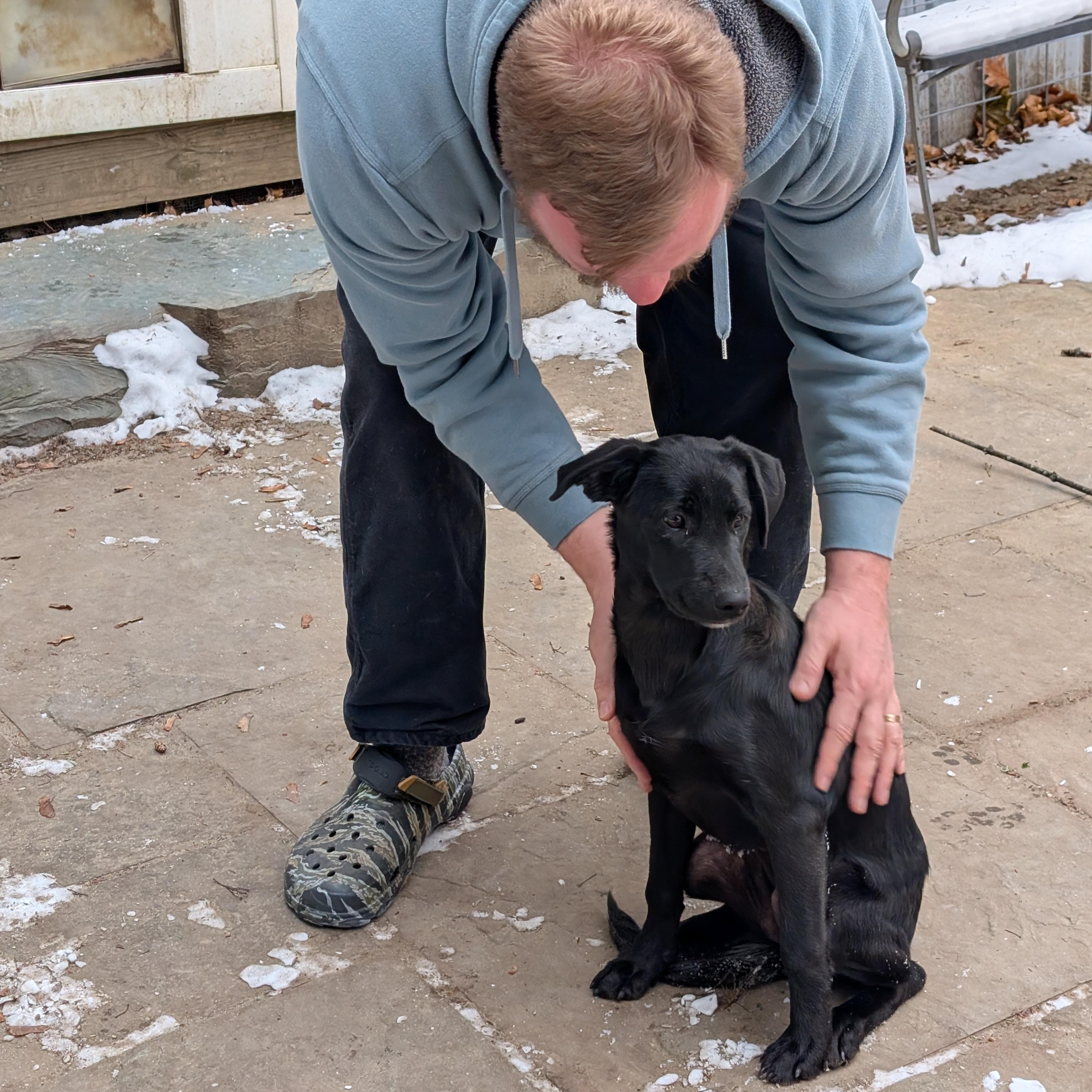 Enlarge Midnight, a Adoptable Mixed Breed in Burlington, VT image 3/6