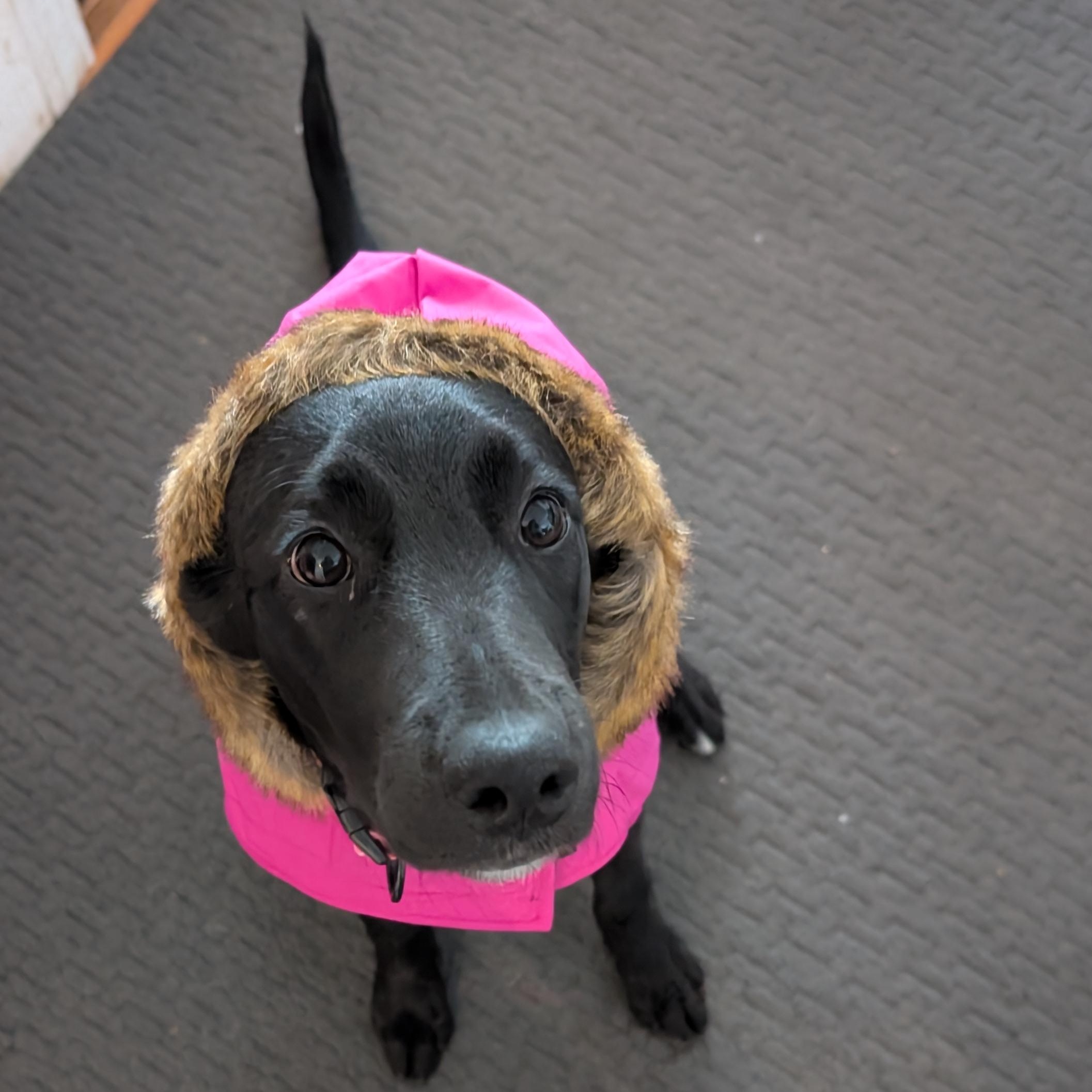 Enlarge Midnight, a Adoptable Mixed Breed in Burlington, VT image 4/6