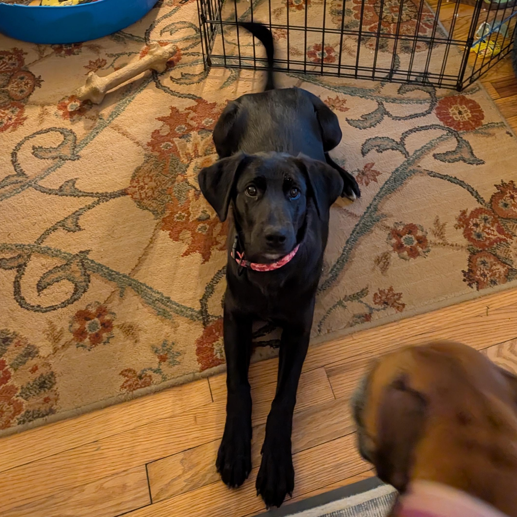 Enlarge Midnight, a Adoptable Mixed Breed in Burlington, VT image 6/6