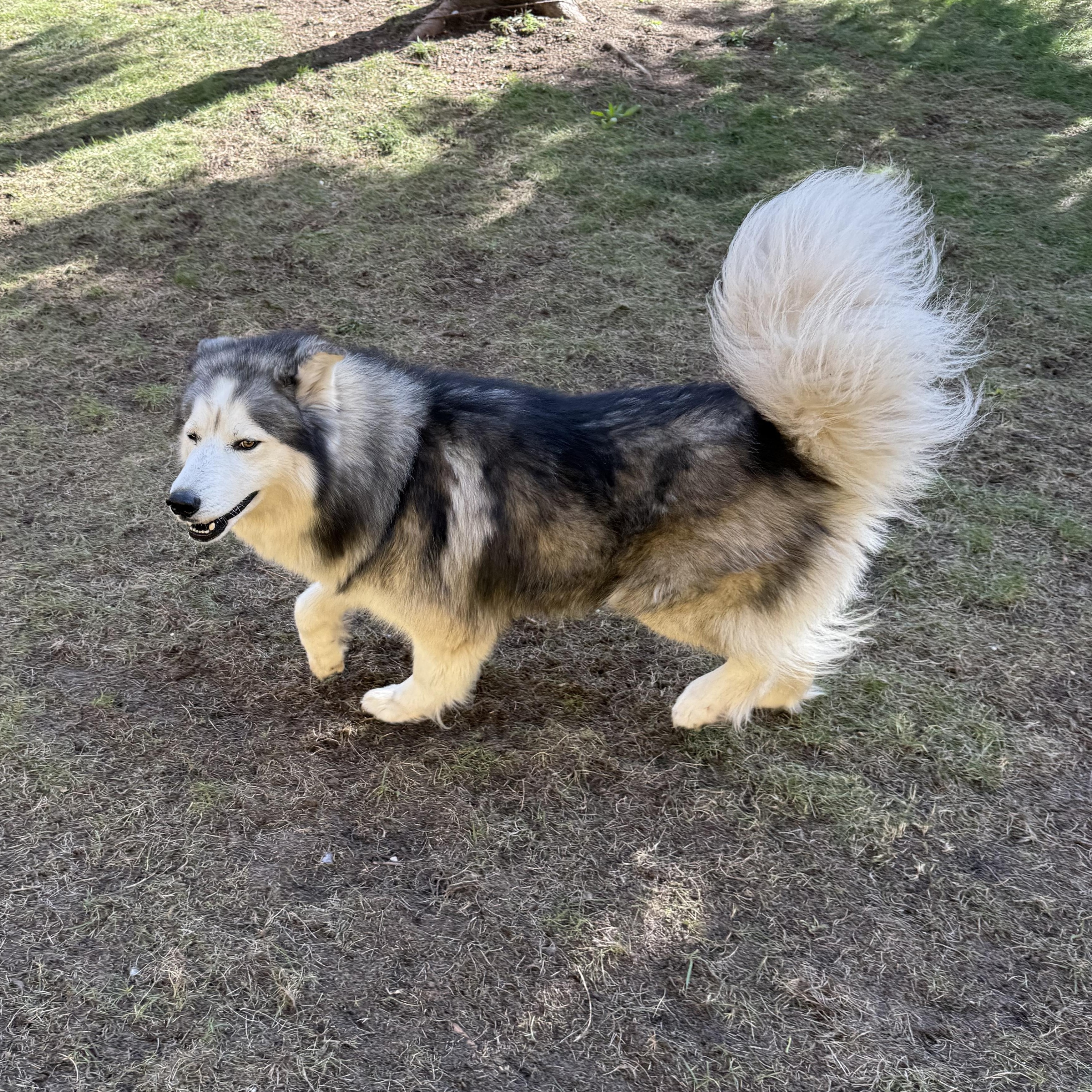 Enlarge Jasper, a Adoptable mixed breed in Bellaire, MI image 2/2