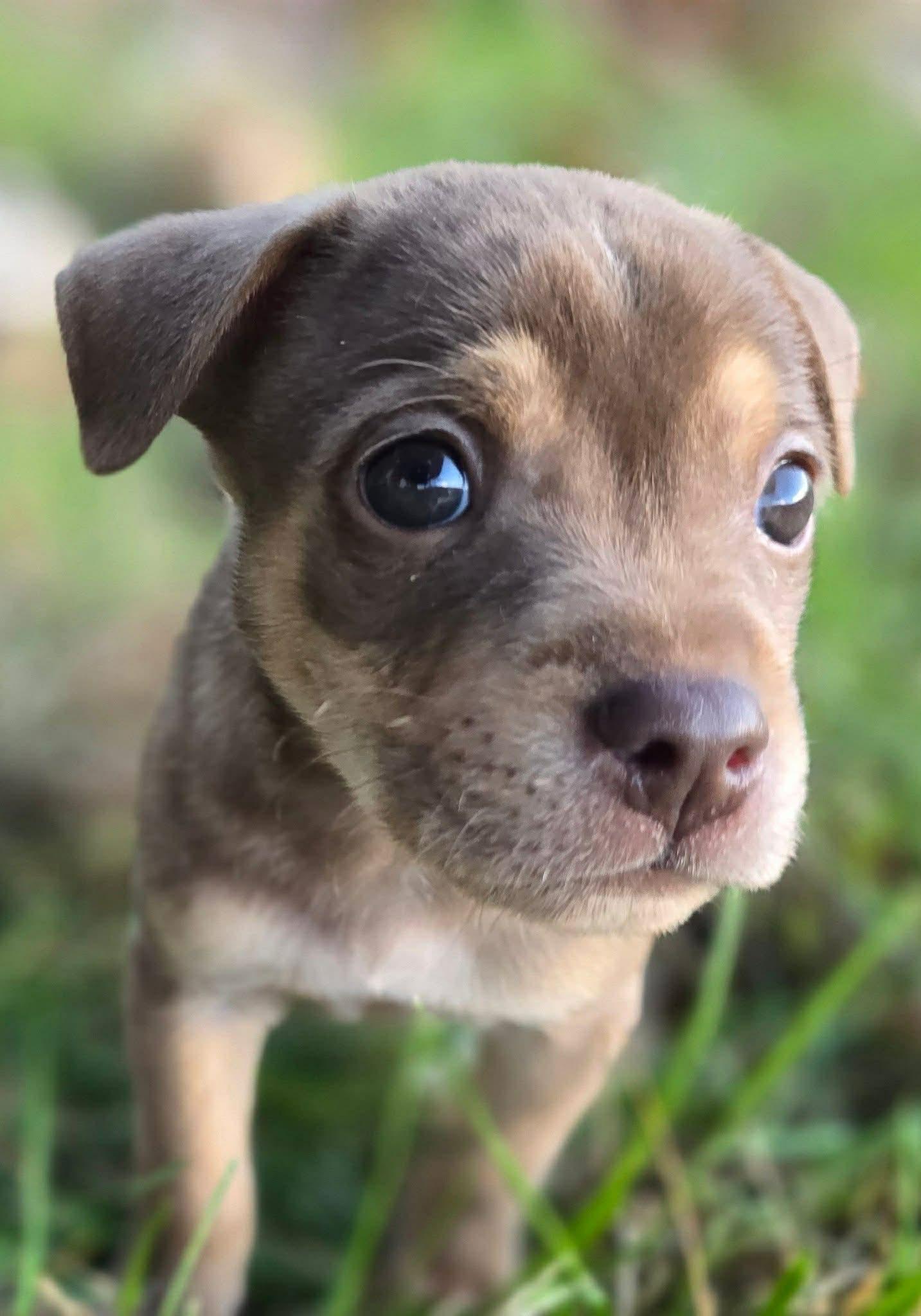 Zephyr, Adopted, Young Male Chihuahua.