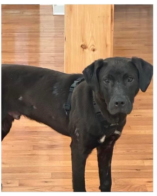 Enlarge roo, a Adoptable mixed breed in Chattanooga, TN image 1/1