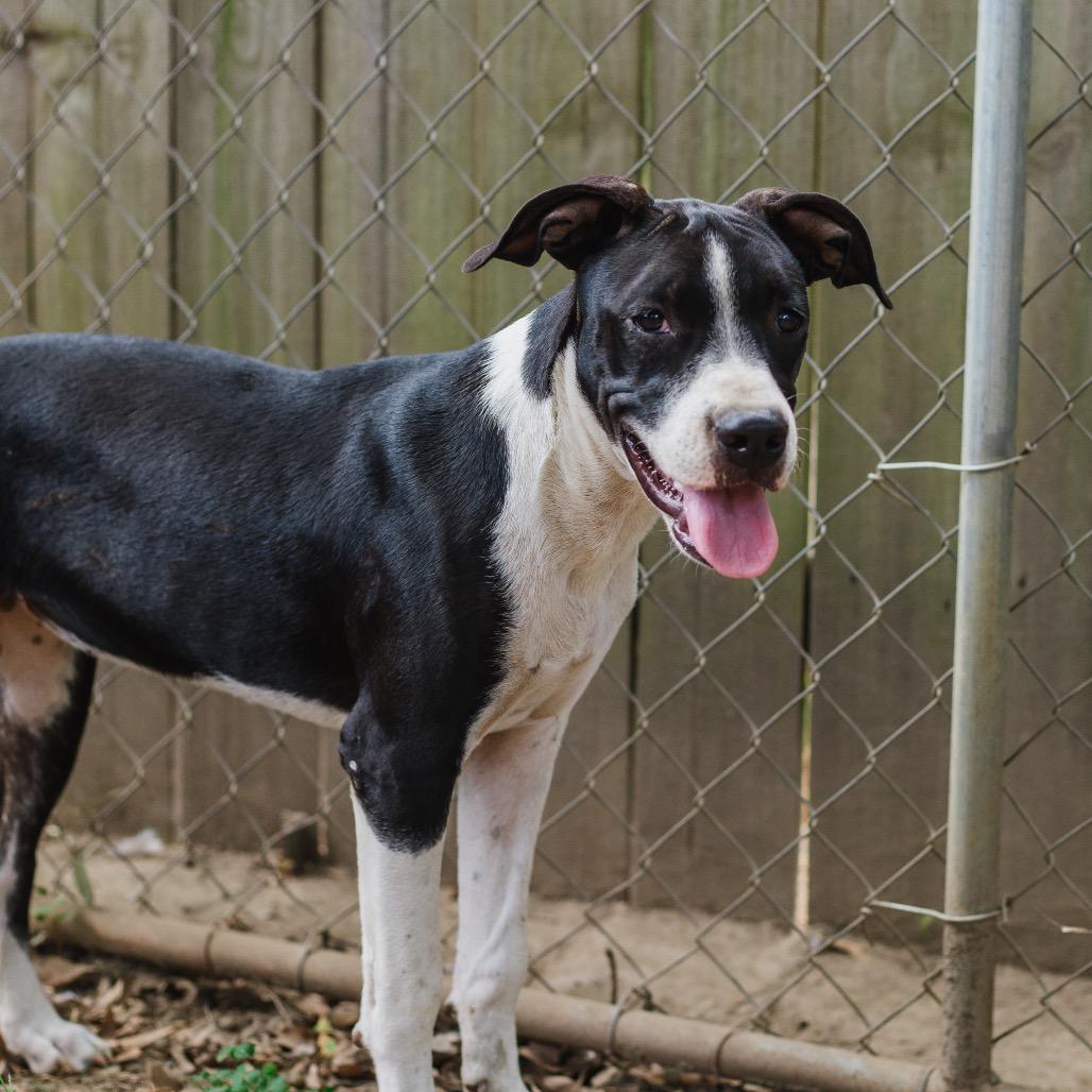 Enlarge Charlize, a Adoptable Terrier in Parrish, AL image 2/6