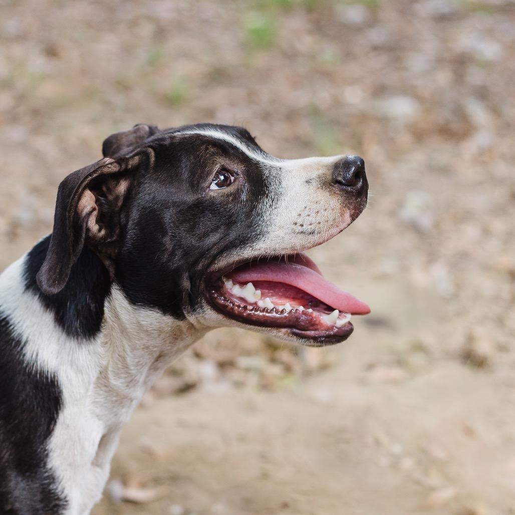 Charlize, Adoptable, Young Female Terrier.