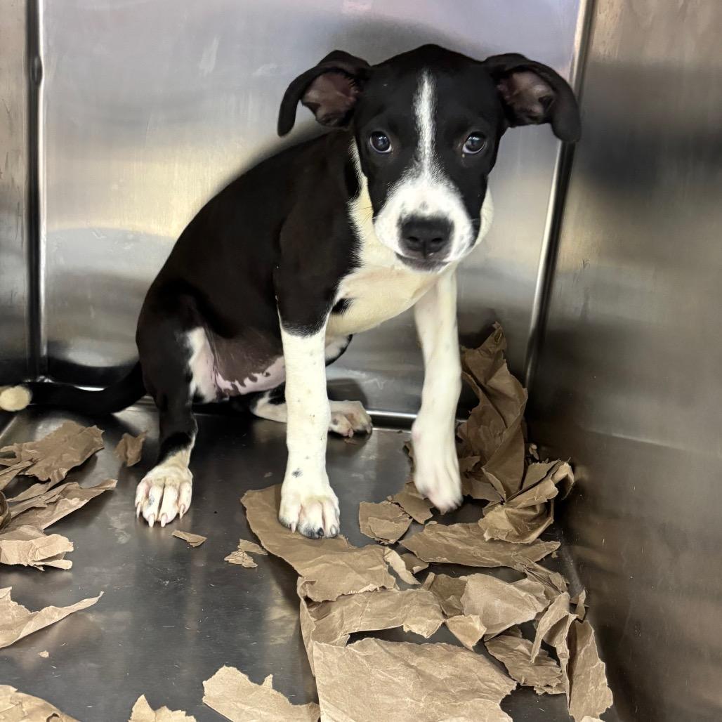 Enlarge Charlize, a Adoptable Terrier in Parrish, AL image 3/6