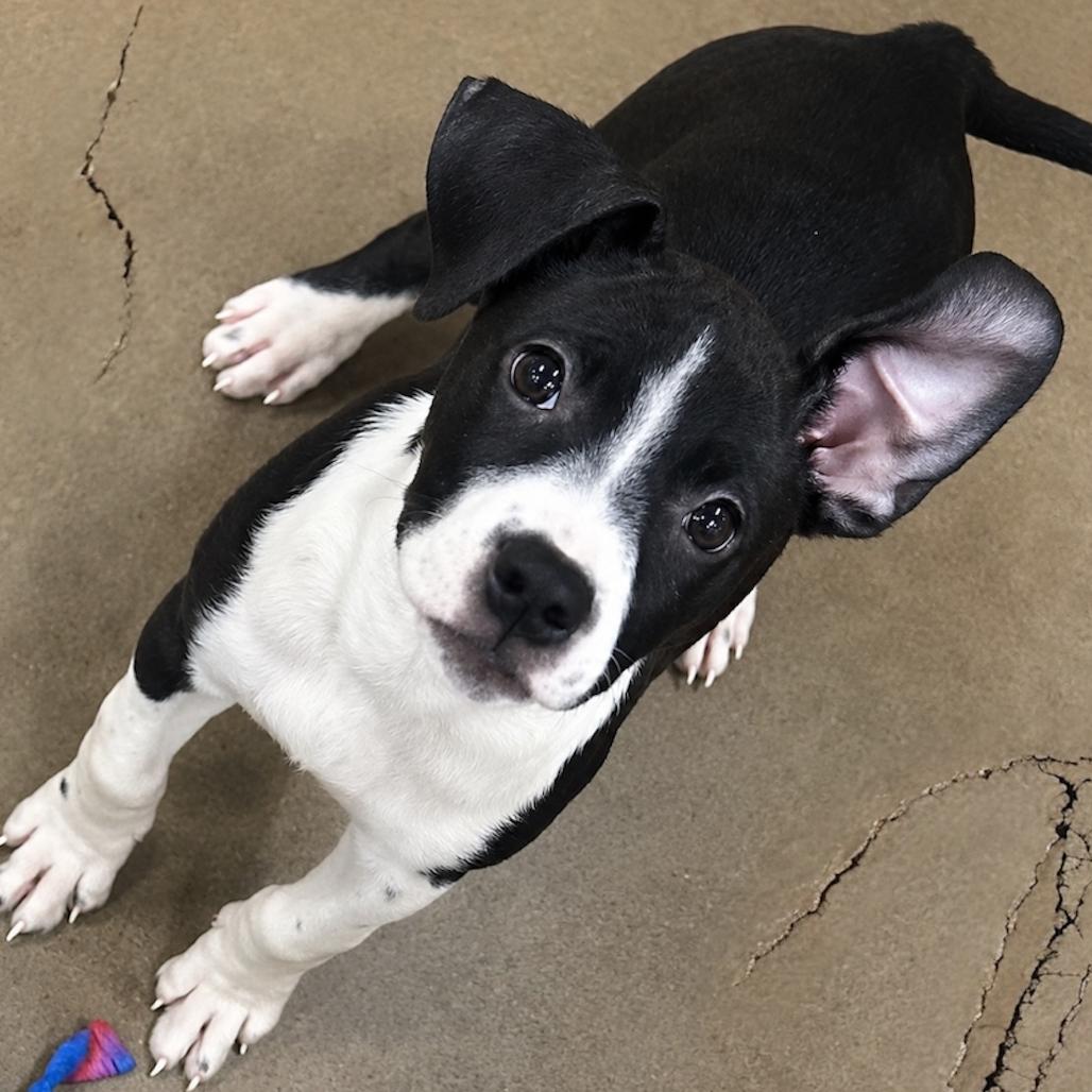 Enlarge Charlize, a Adoptable Terrier in Parrish, AL image 4/6