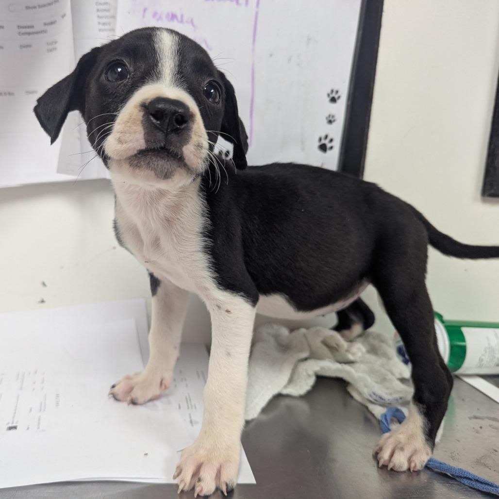 Enlarge Charlize, a Adoptable Terrier in Parrish, AL image 5/6