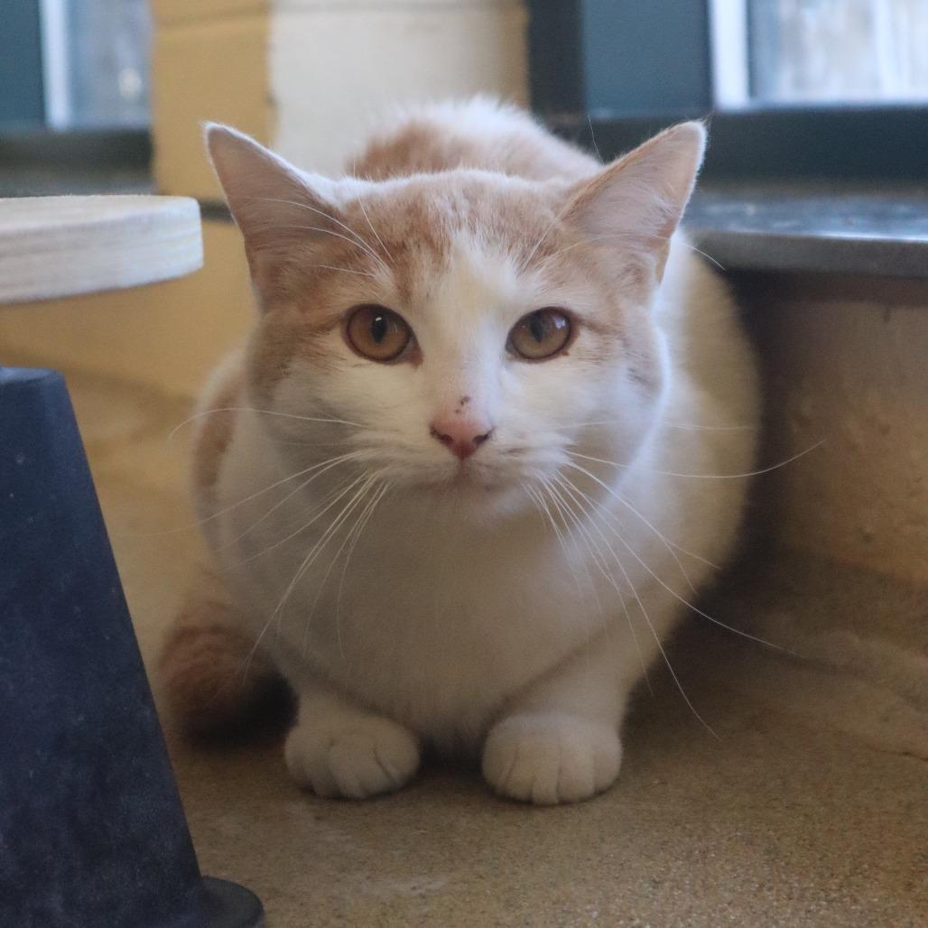 Enlarge Little Debbie, a Adoptable Domestic Short Hair in Waukesha, WI image 1/3