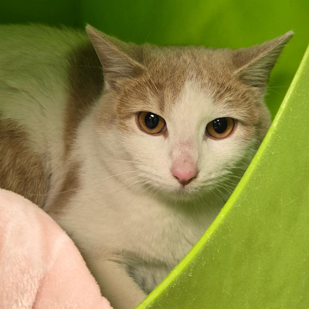 Enlarge Little Debbie, a Adoptable Domestic Short Hair in Waukesha, WI image 2/3