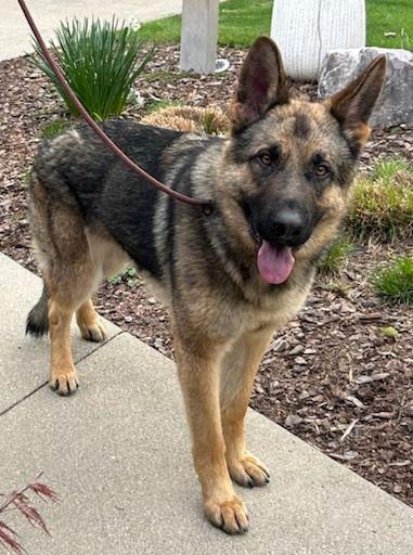 SAMSON (ohiosdrescue@gmail.com), ADOPTABLE, Adult Male German Shepherd Dog.