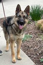 Enlarge SAMSON (ohiosdrescue@gmail.com), a ADOPTABLE German Shepherd Dog in Elyria, OH image 3/4
