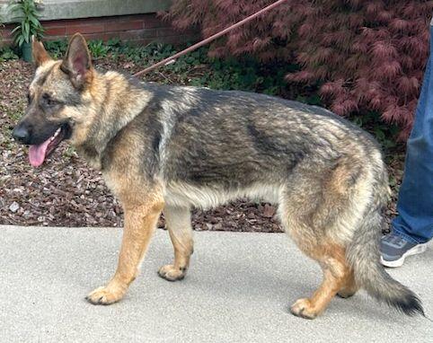 Enlarge SAMSON (ohiosdrescue@gmail.com), a ADOPTABLE German Shepherd Dog in Elyria, OH image 2/4