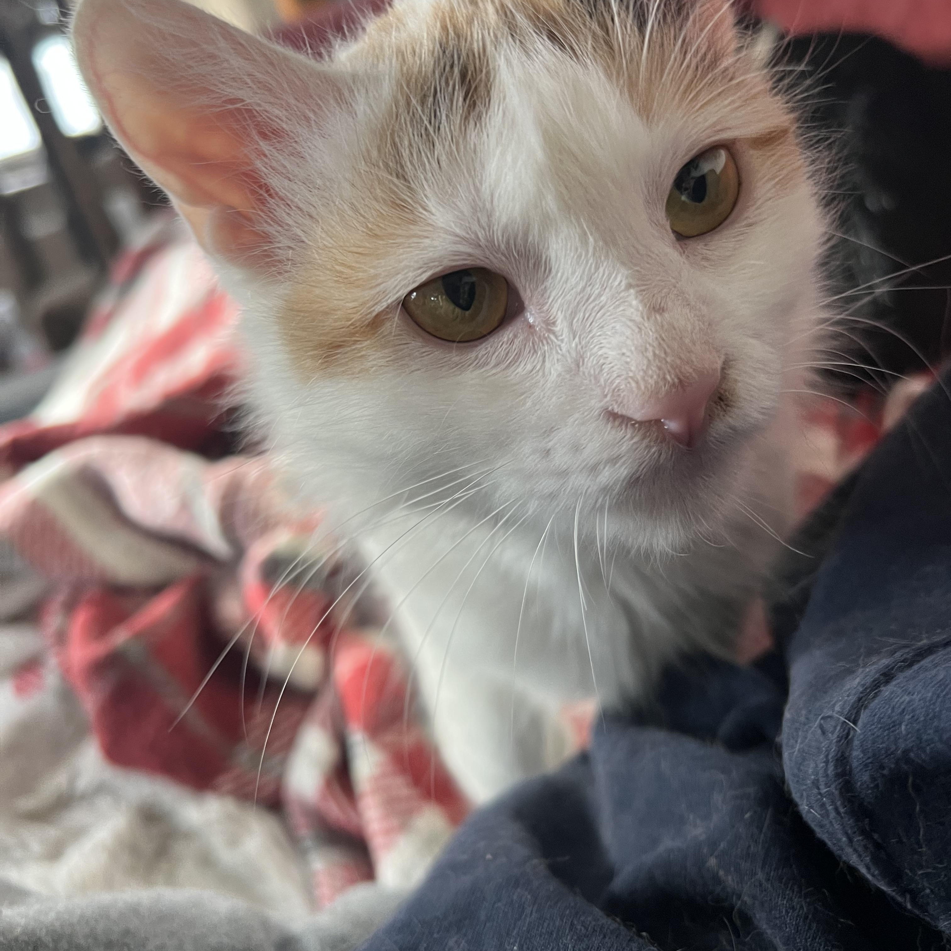 Twilla, a Adopted mixed breed in West Milwaukee, WI image 6/6