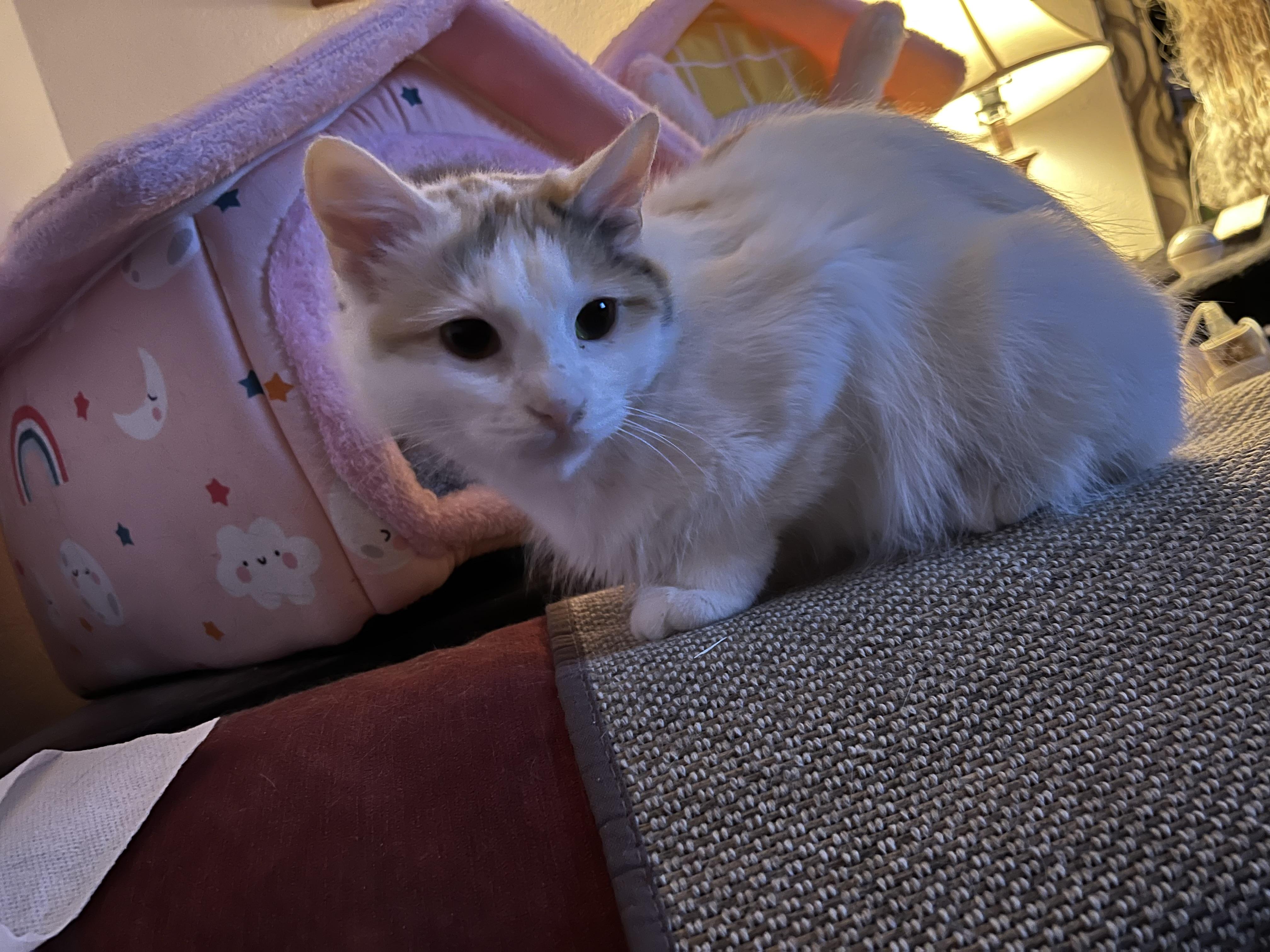 Twilla, a Adopted mixed breed in West Milwaukee, WI image 4/6