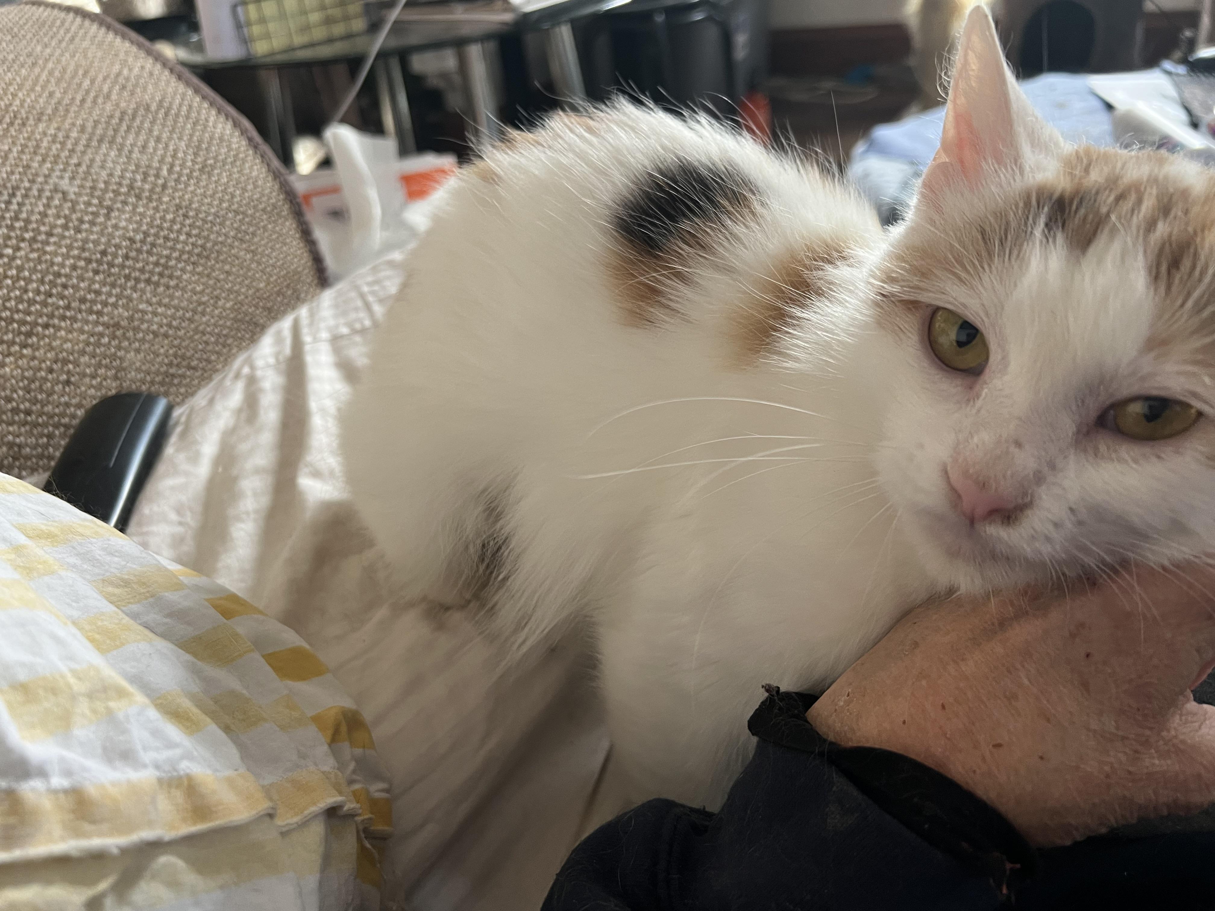 Twilla, a Adopted mixed breed in West Milwaukee, WI image 3/6