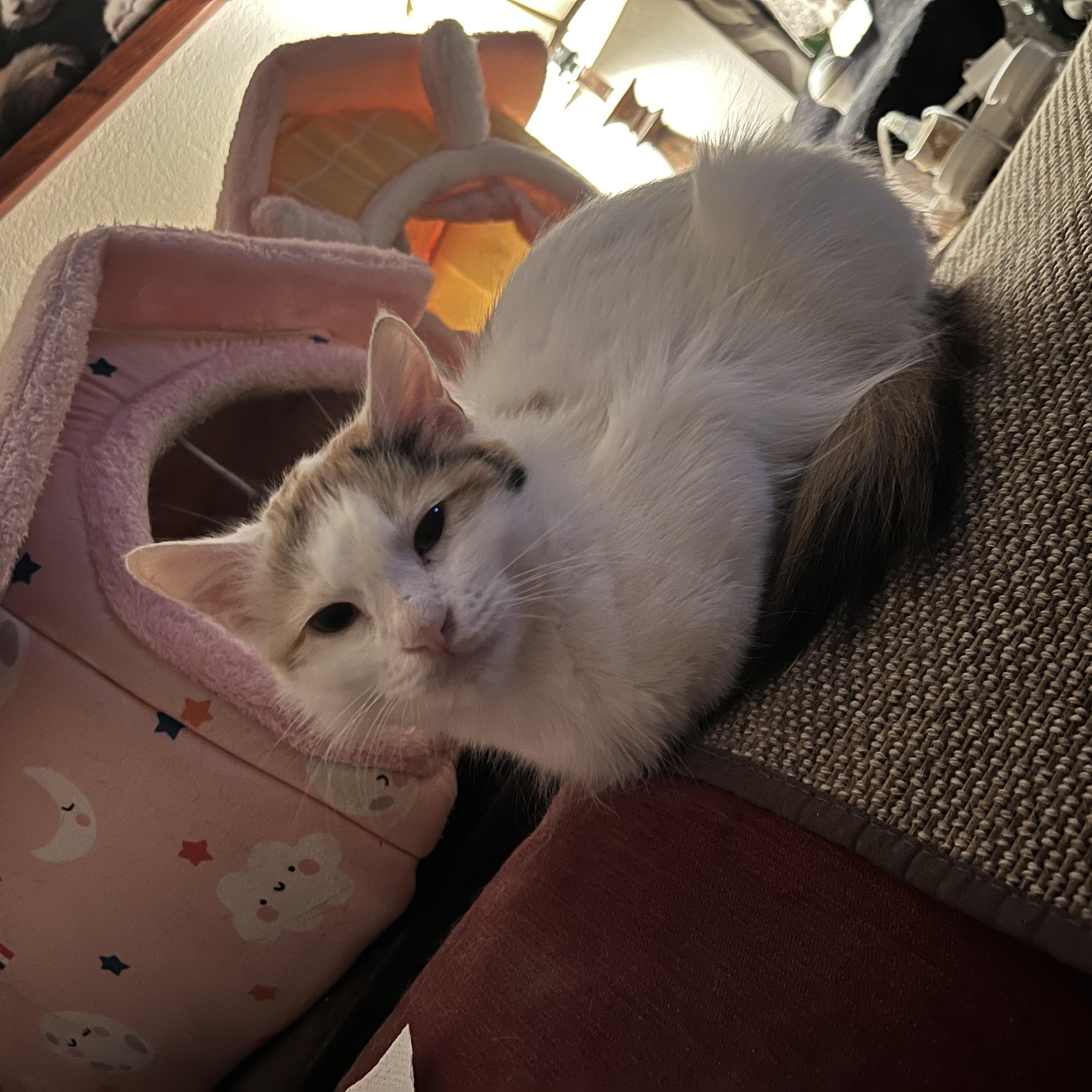 Twilla, Adopted, Young Female Calico.