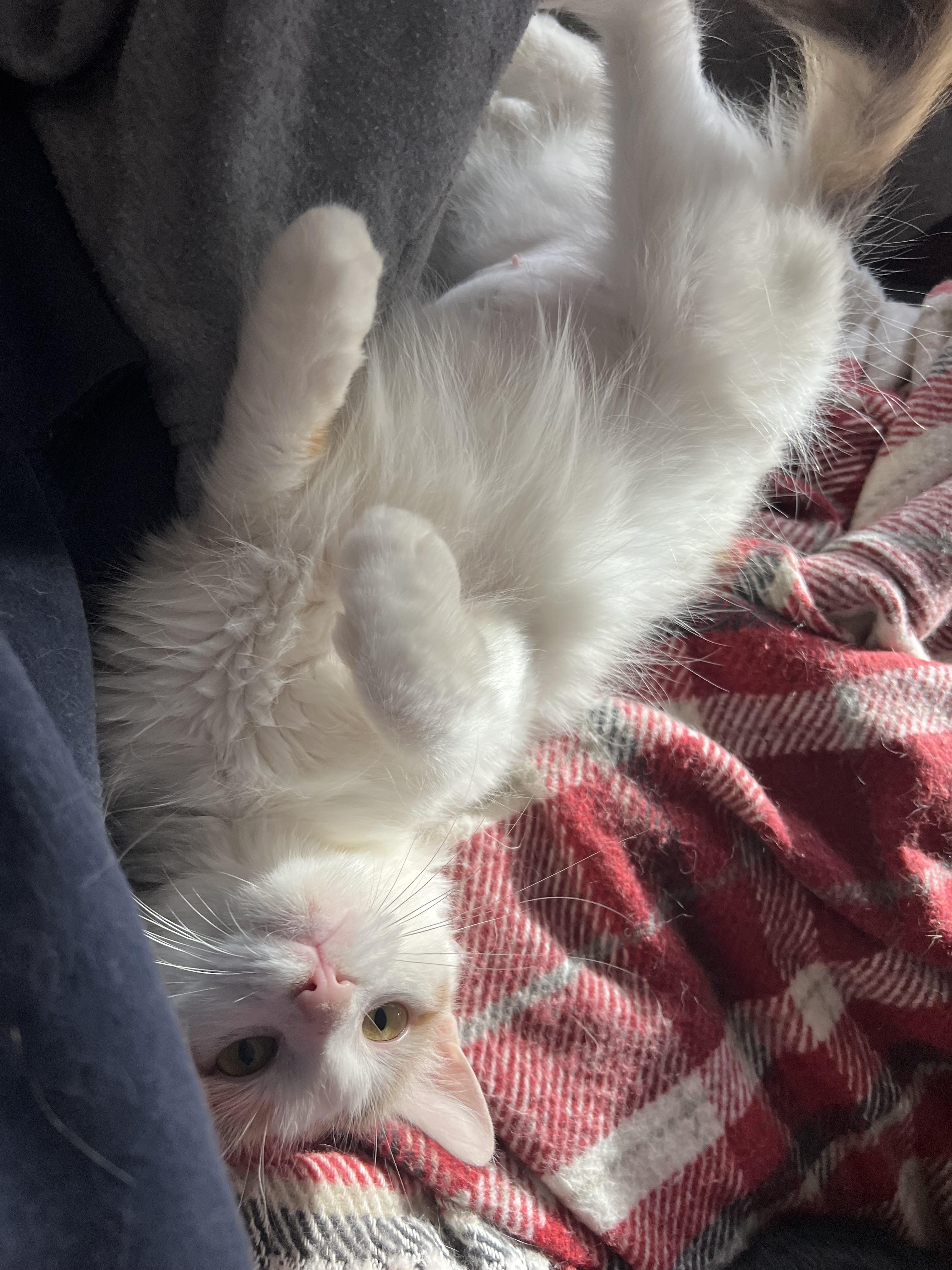 Twilla, a Adopted mixed breed in West Milwaukee, WI image 5/6