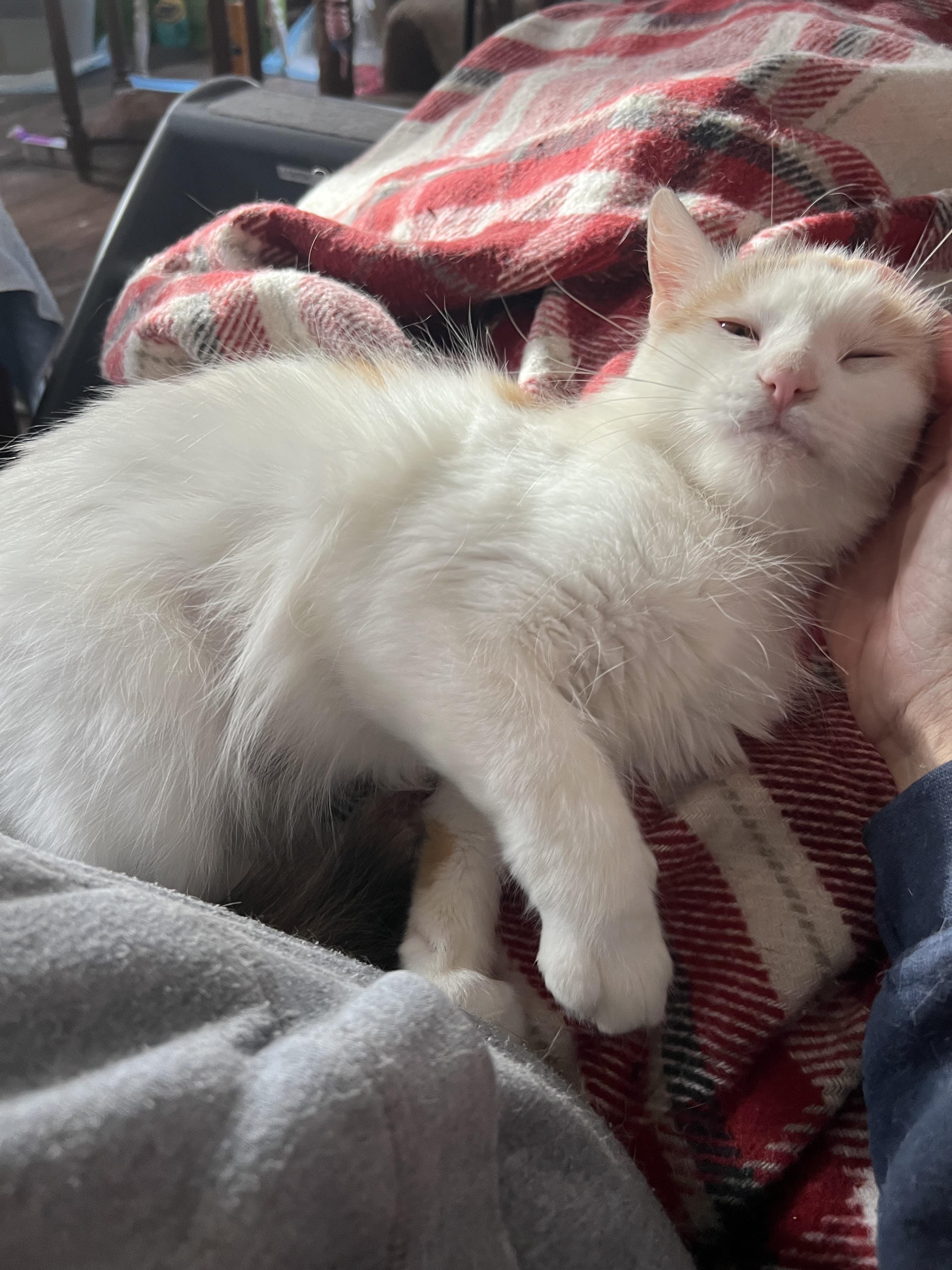 Twilla, a Adopted mixed breed in West Milwaukee, WI image 2/6