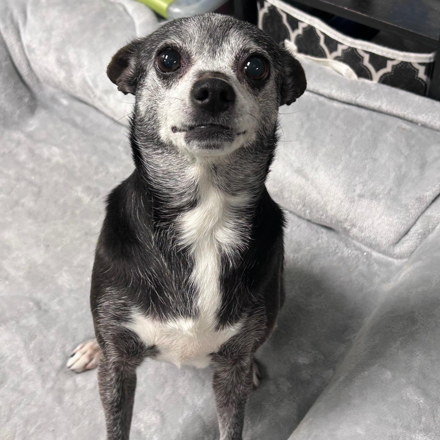 Moochie, adopted, Senior Female Chihuahua.