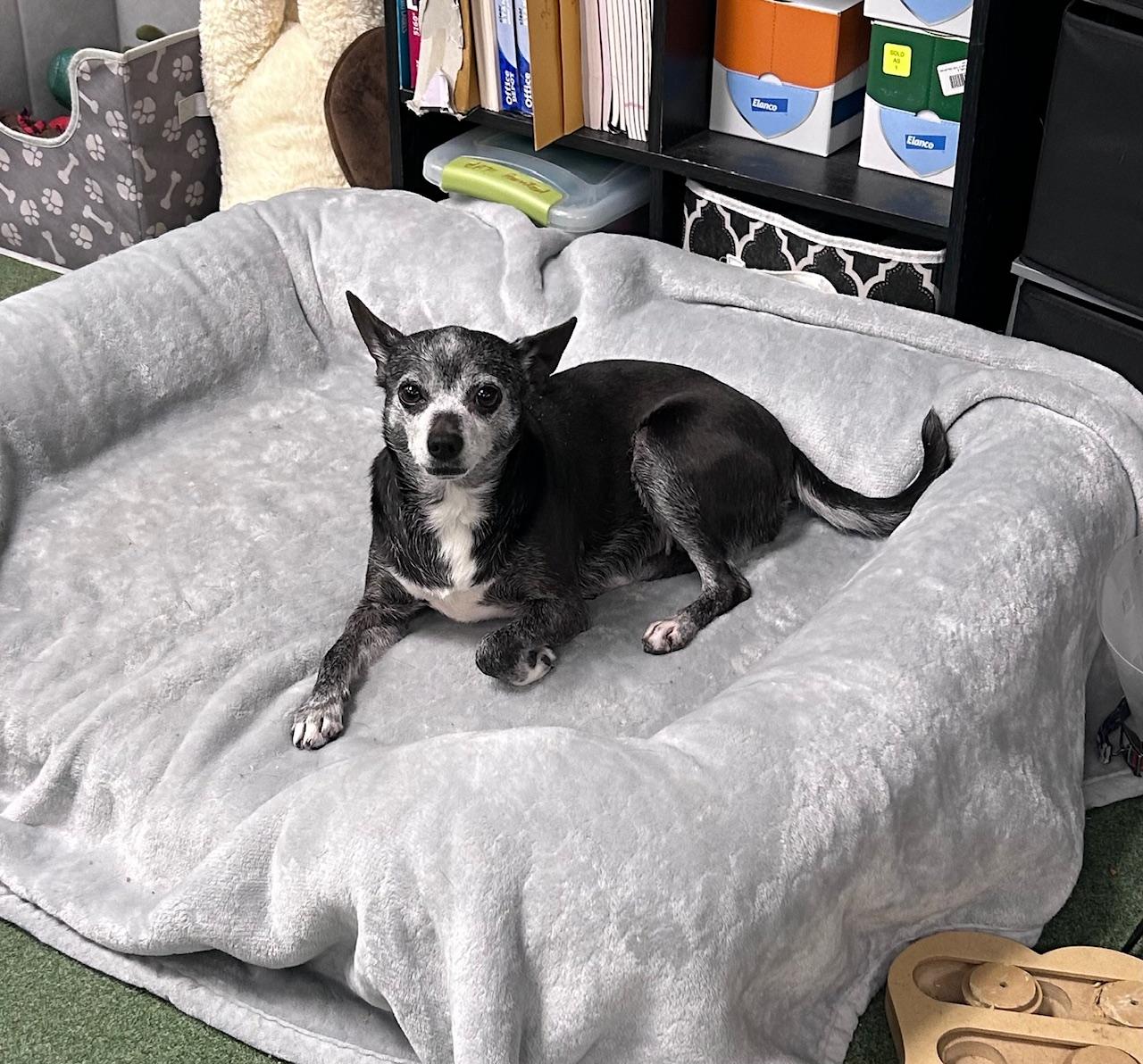 Moochie, an adopted mixed breed in Seneca, PA image 2/2