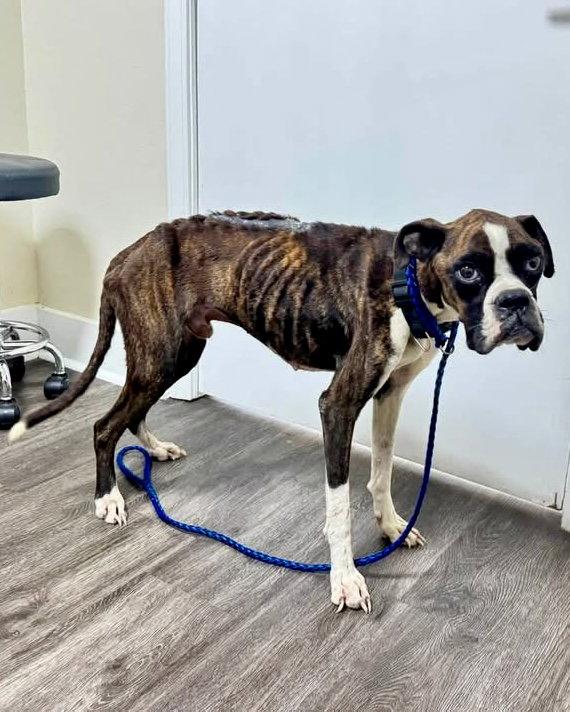 Gideon, Adoptable, Young Male Boxer.