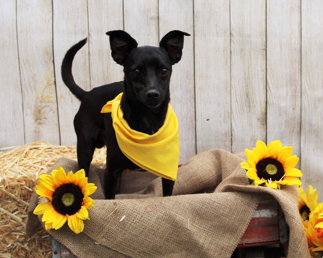 Peanut, a Adoptable mixed breed in Plant City, FL image 1/6