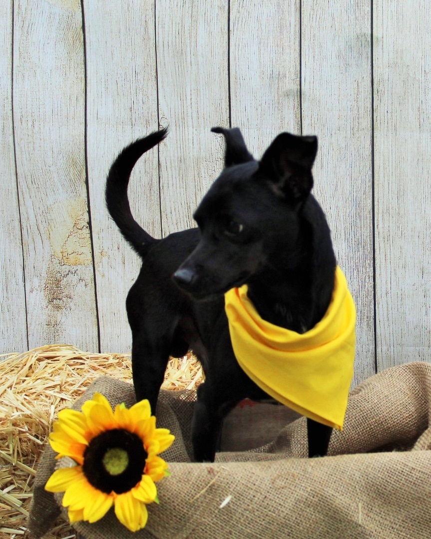 Peanut, a Adoptable mixed breed in Plant City, FL image 2/6