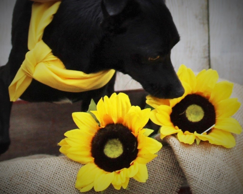 Peanut, a Adoptable mixed breed in Plant City, FL image 3/6