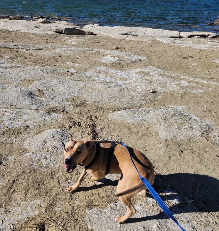 Becca, Adoptable, Adult Female Pit Bull Terrier.