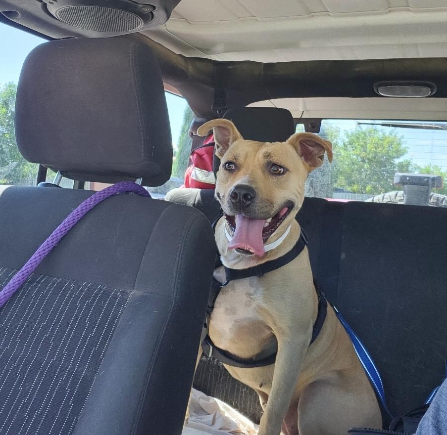 Becca, a Adoptable mixed breed in Colorado Springs, CO image 2/5