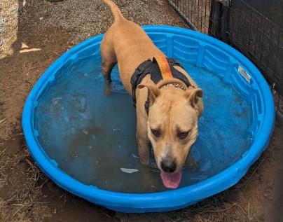 Becca, a Adoptable mixed breed in Colorado Springs, CO image 3/5