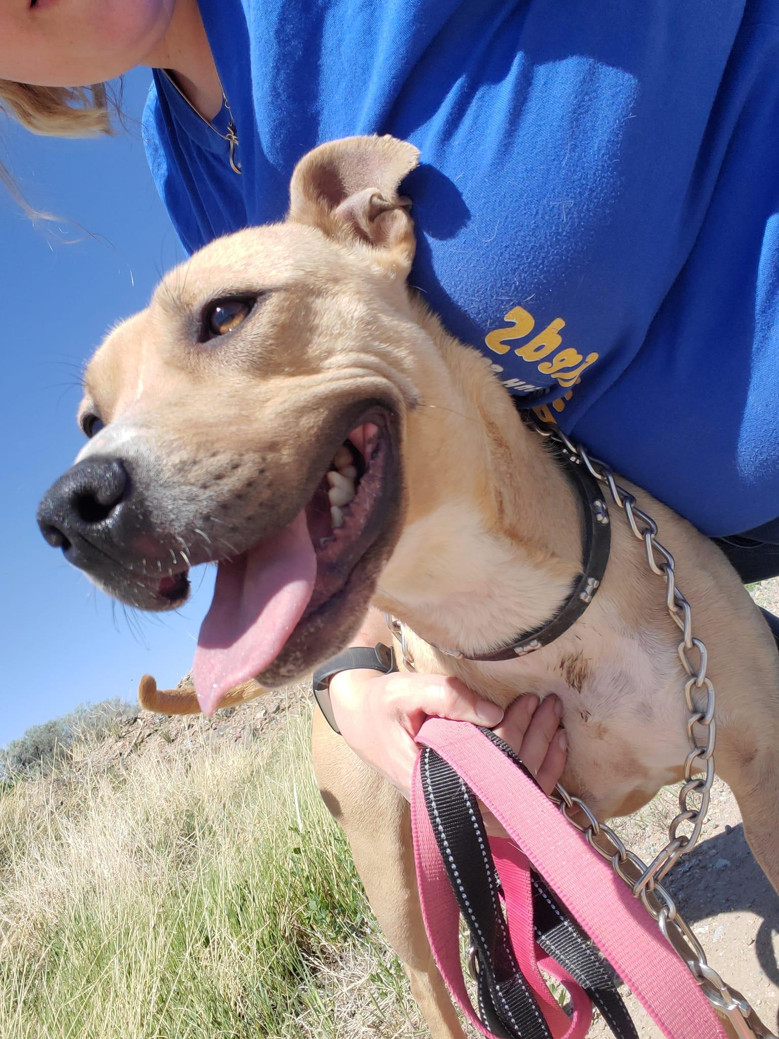 Becca, a Adoptable mixed breed in Colorado Springs, CO image 4/5