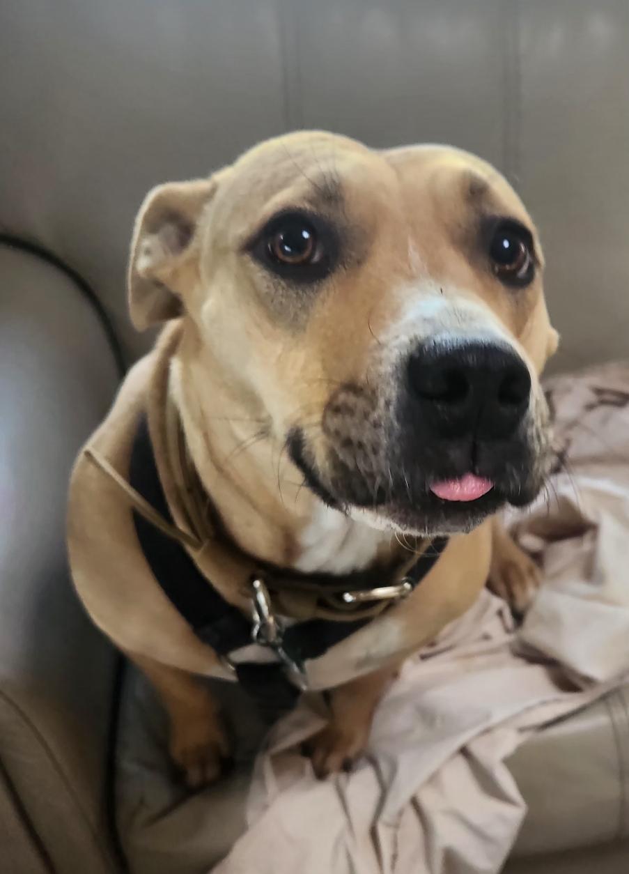 Becca, a Adoptable mixed breed in Colorado Springs, CO image 5/5