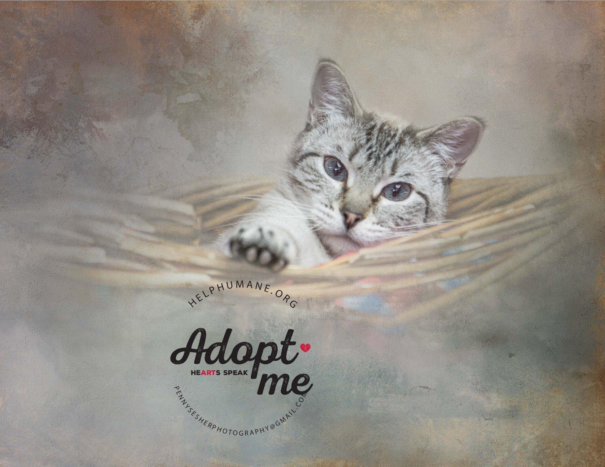 Image, a Adoptable mixed breed in Belton, MO image 2/6