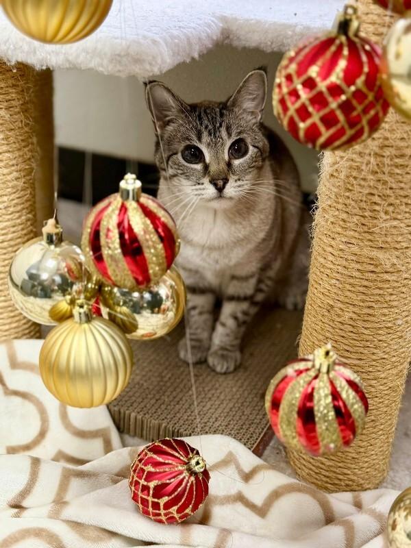 Image, Adoptable, Adult Female Siamese.