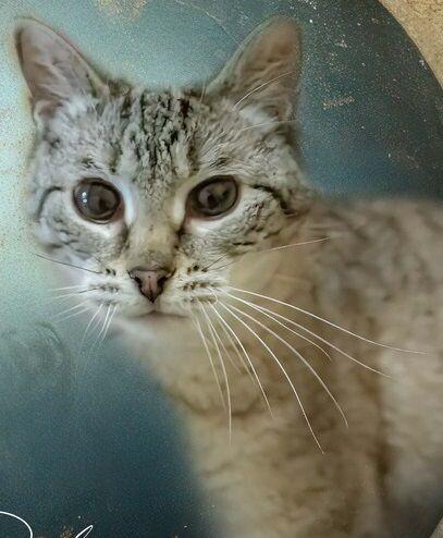 Image, a Adoptable mixed breed in Belton, MO image 3/6