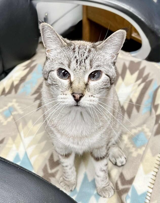 Image, a Adoptable mixed breed in Belton, MO image 4/6