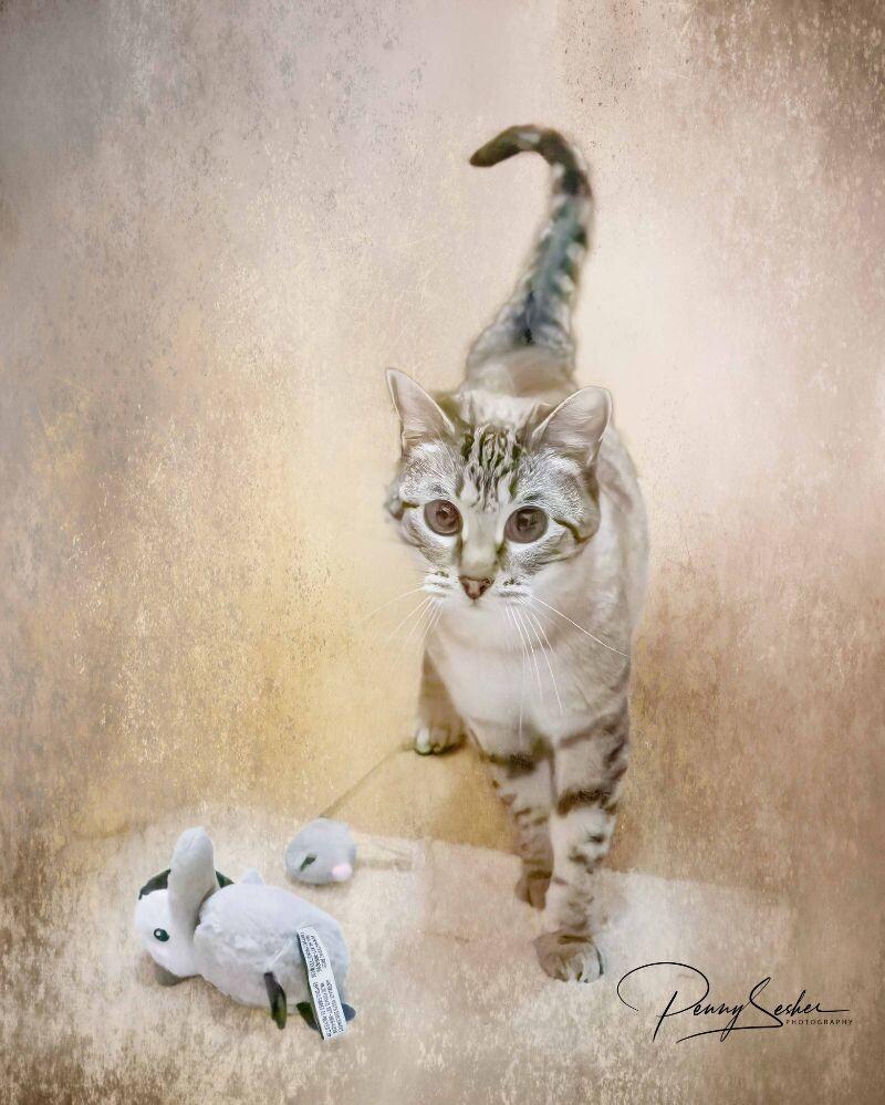 Image, a Adoptable mixed breed in Belton, MO image 5/6