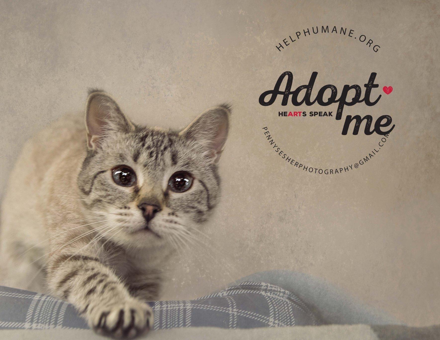 Image, a Adoptable mixed breed in Belton, MO image 6/6