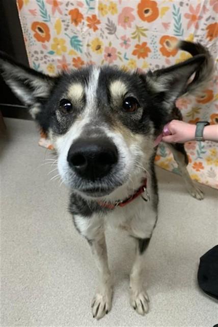 OREO, Adoptable, Adult Female Husky.