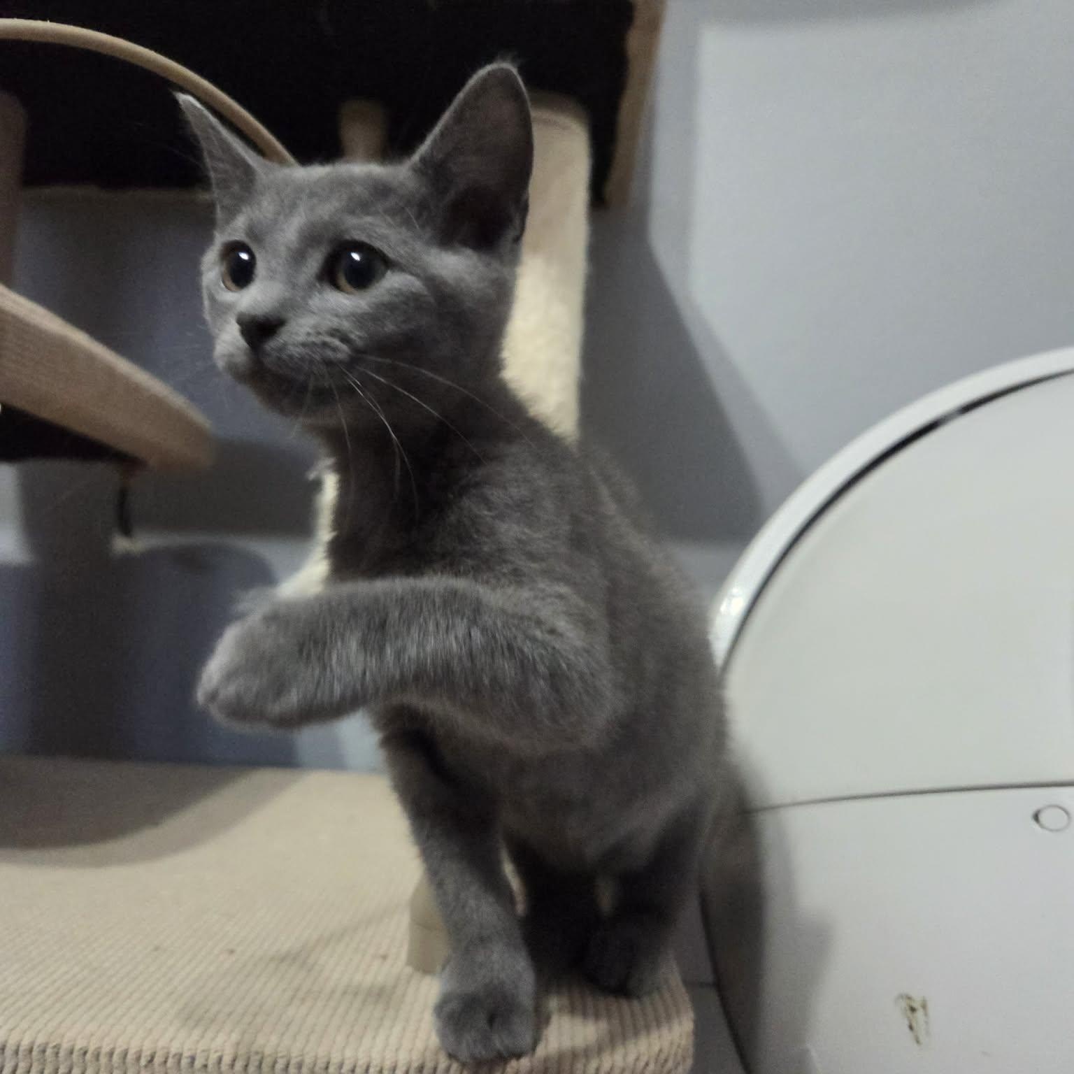 Enlarge MAYO, an adopted Domestic Short Hair in Loveland, CO image 4/6