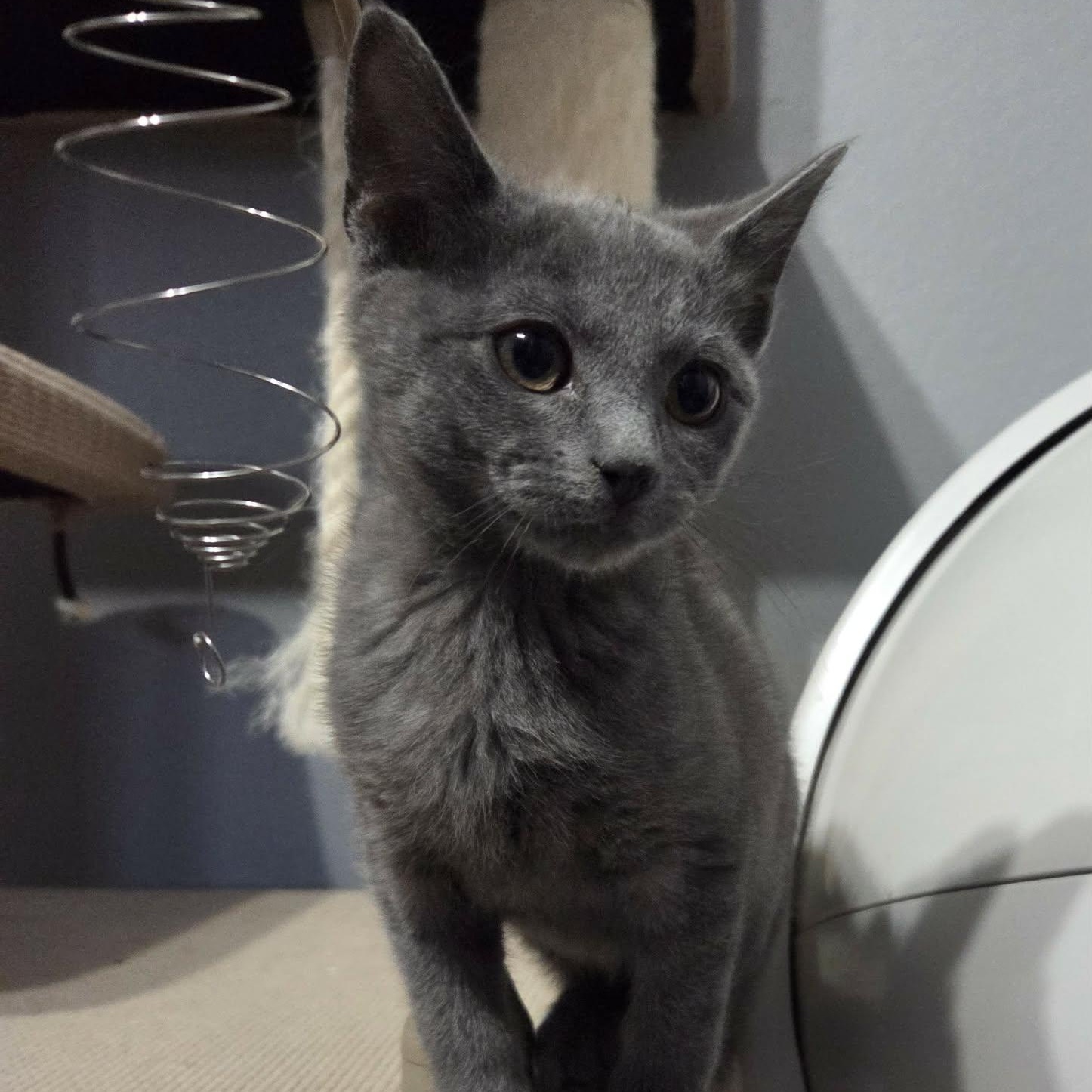 Enlarge MAYO, an adopted Domestic Short Hair in Loveland, CO image 6/6