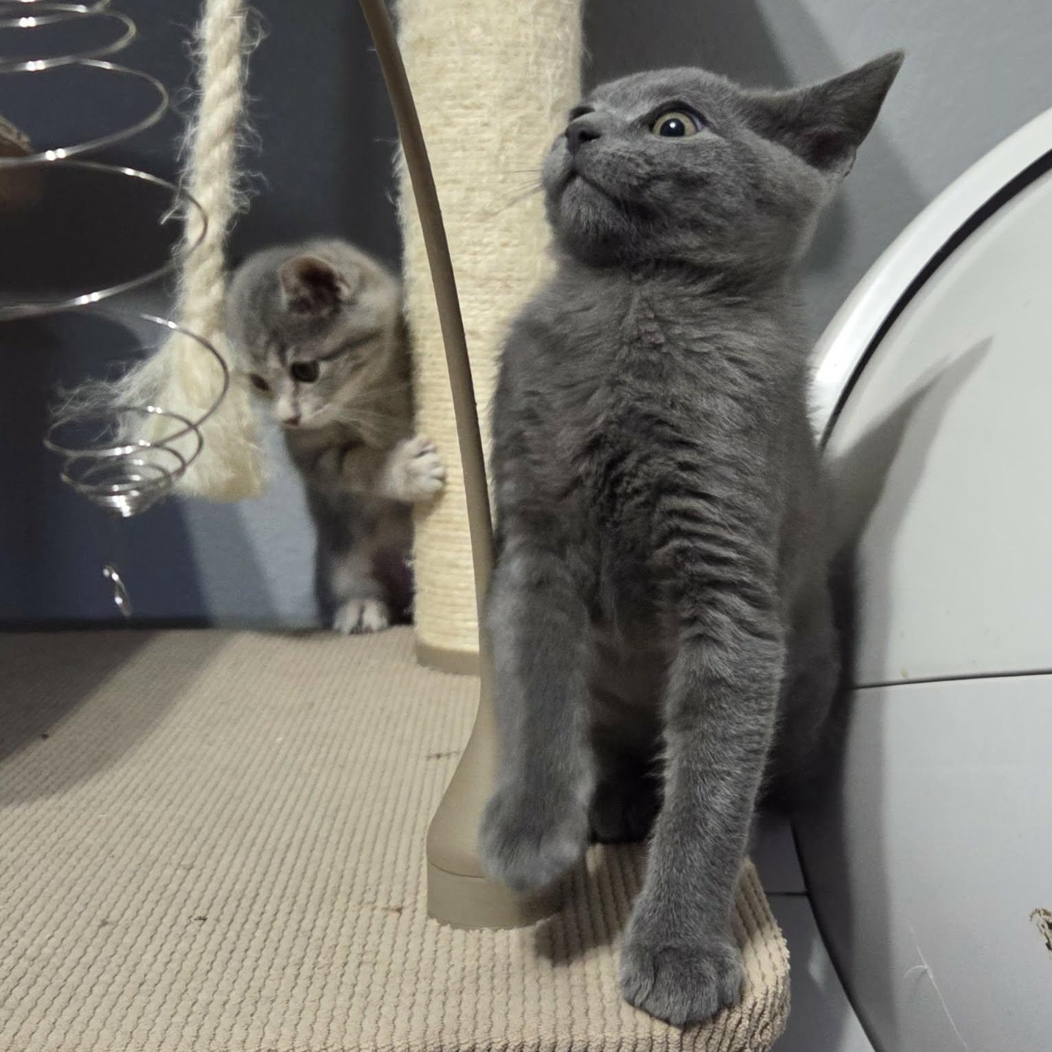 Enlarge MAYO, an adopted Domestic Short Hair in Loveland, CO image 5/6