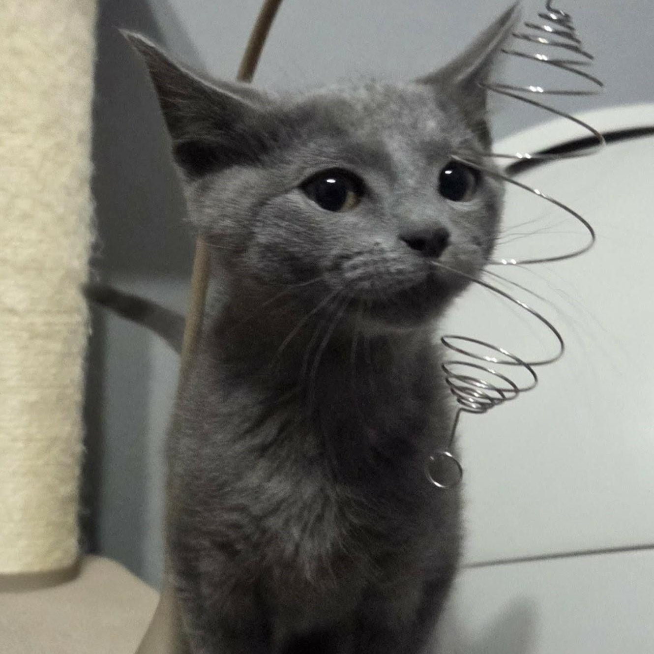 Enlarge MAYO, an adopted Domestic Short Hair in Loveland, CO image 1/6