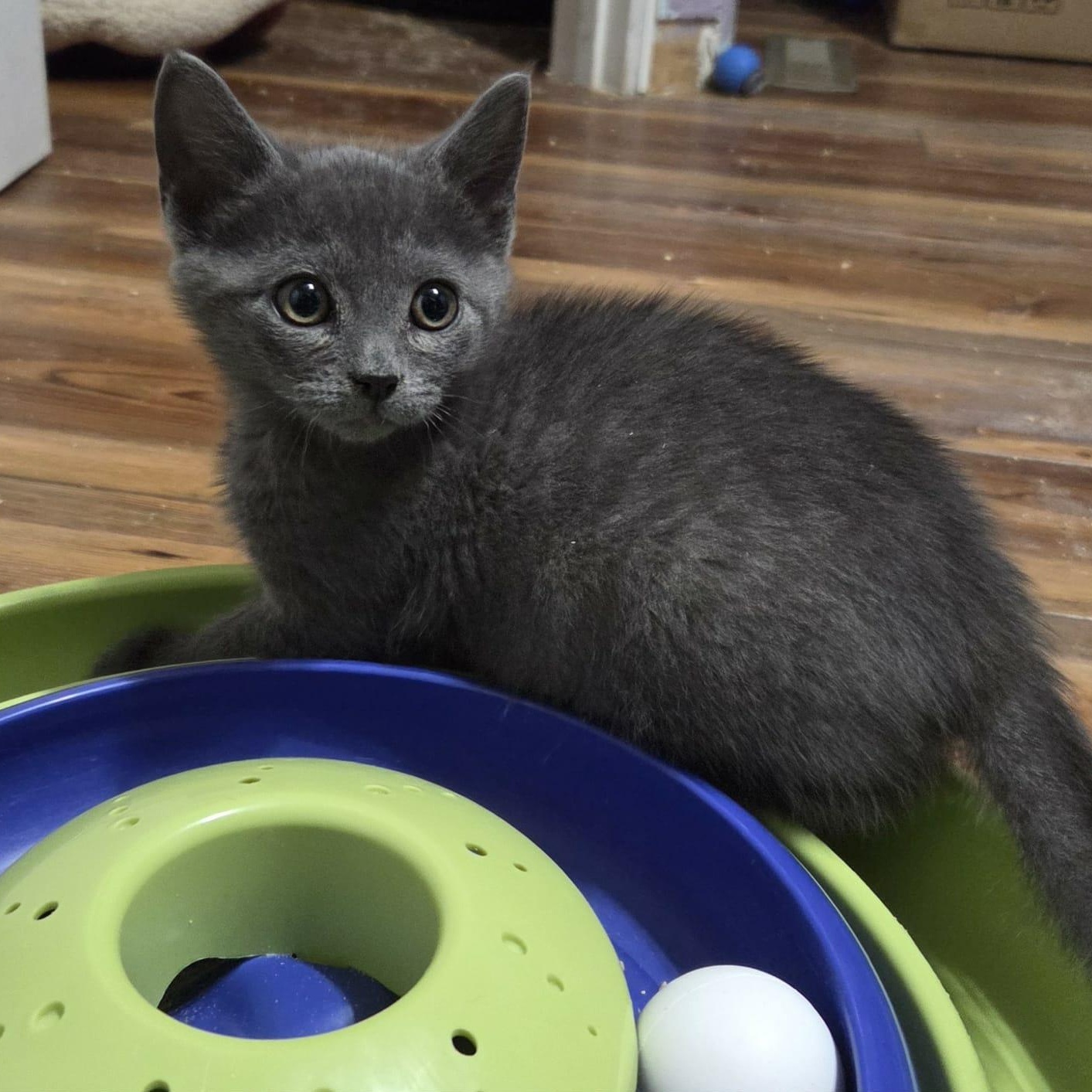 Enlarge MAYO, an adopted Domestic Short Hair in Loveland, CO image 3/6