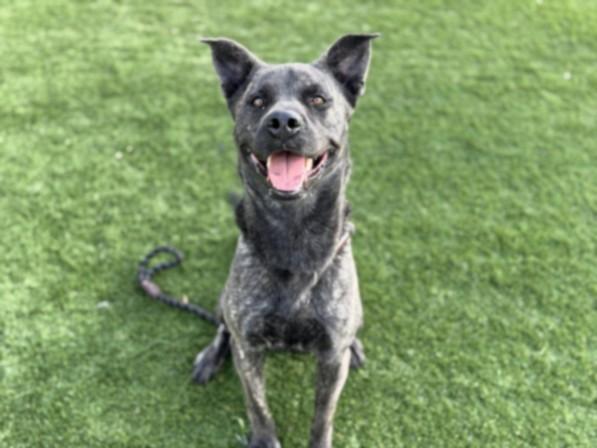 BLUE, Adoptable, Young Male Staffordshire Bull Terrier.