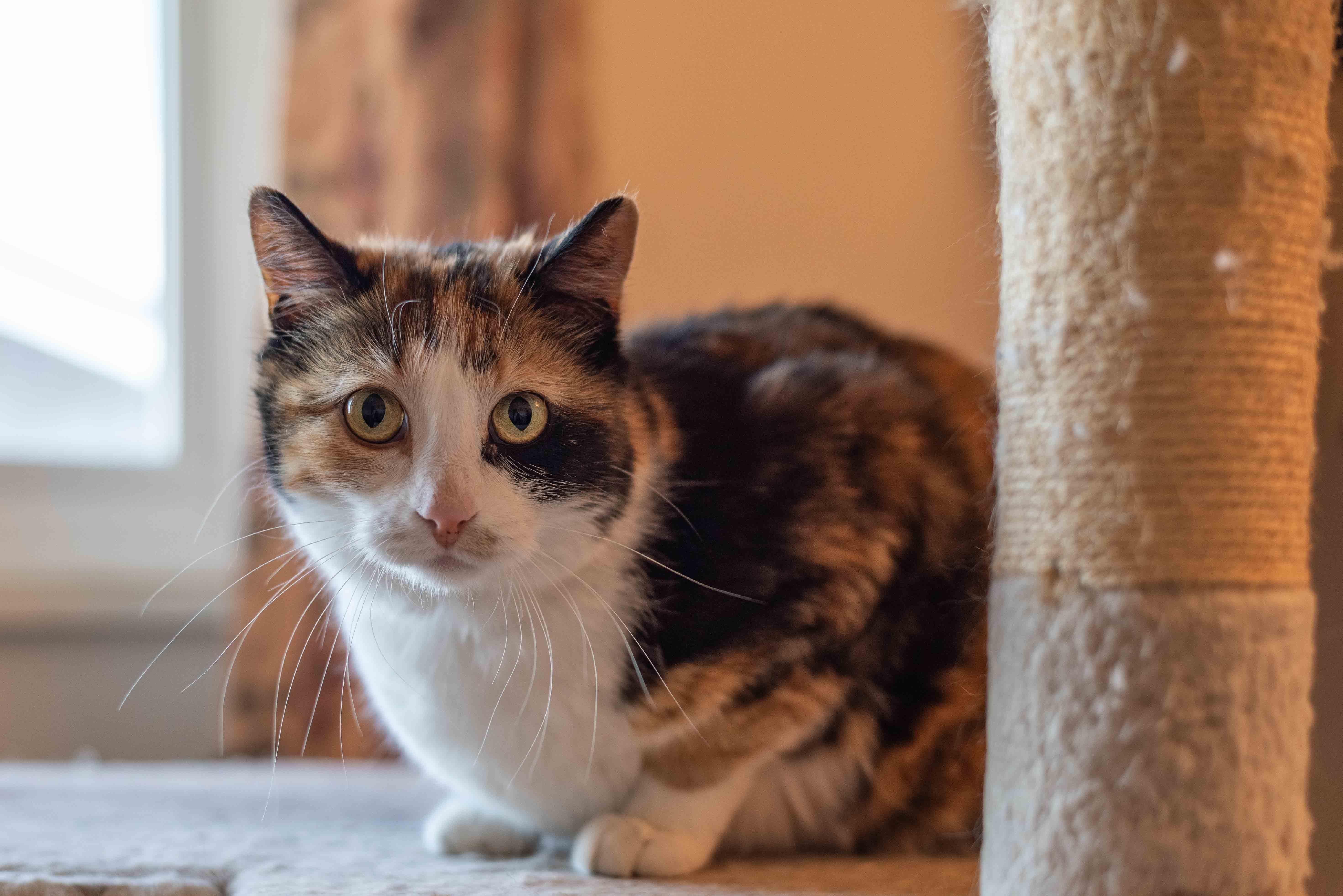 Enlarge Remi, a ADOPTABLE mixed breed in Colorado Springs, CO image 5/6
