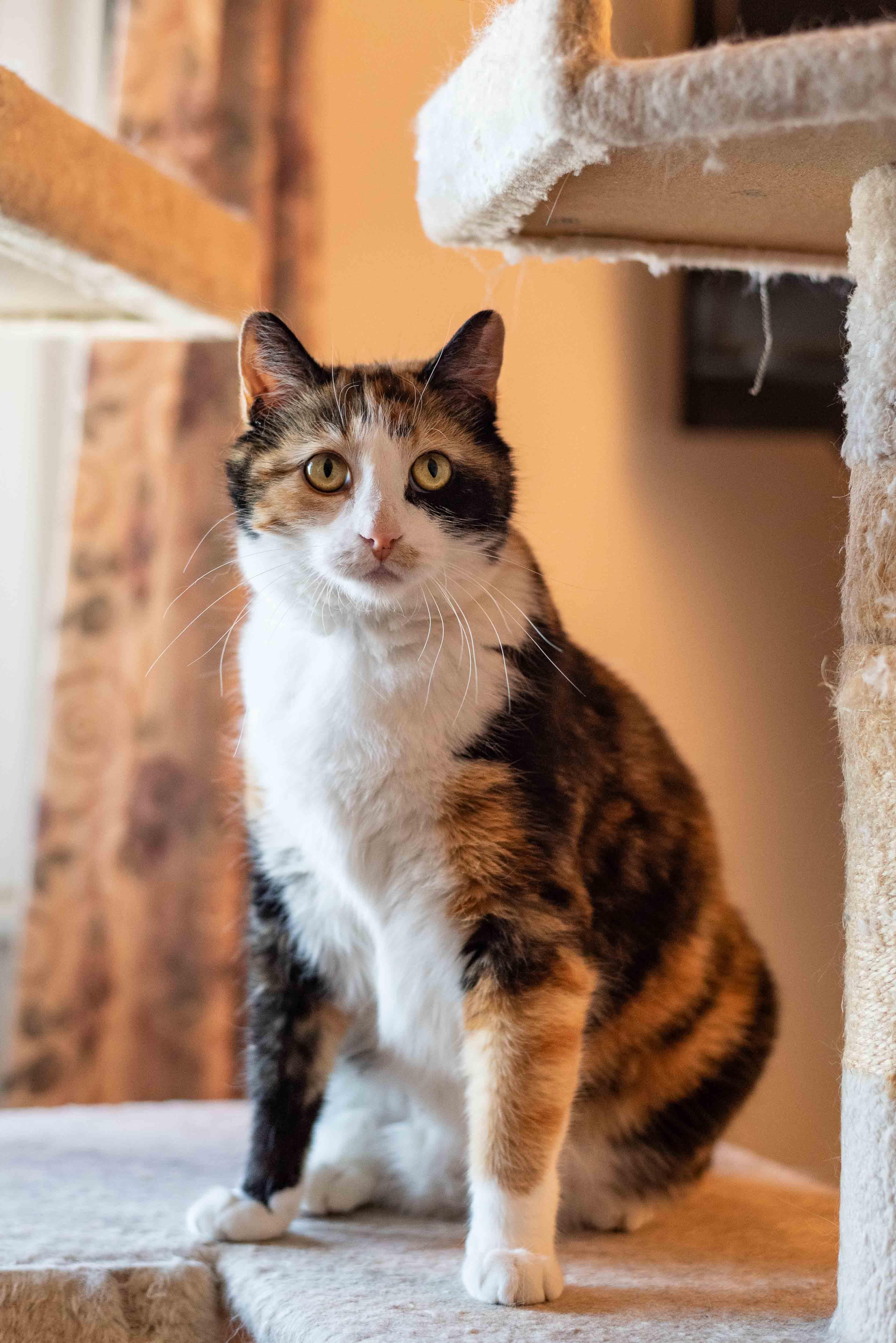 Enlarge Remi, a ADOPTABLE mixed breed in Colorado Springs, CO image 6/6