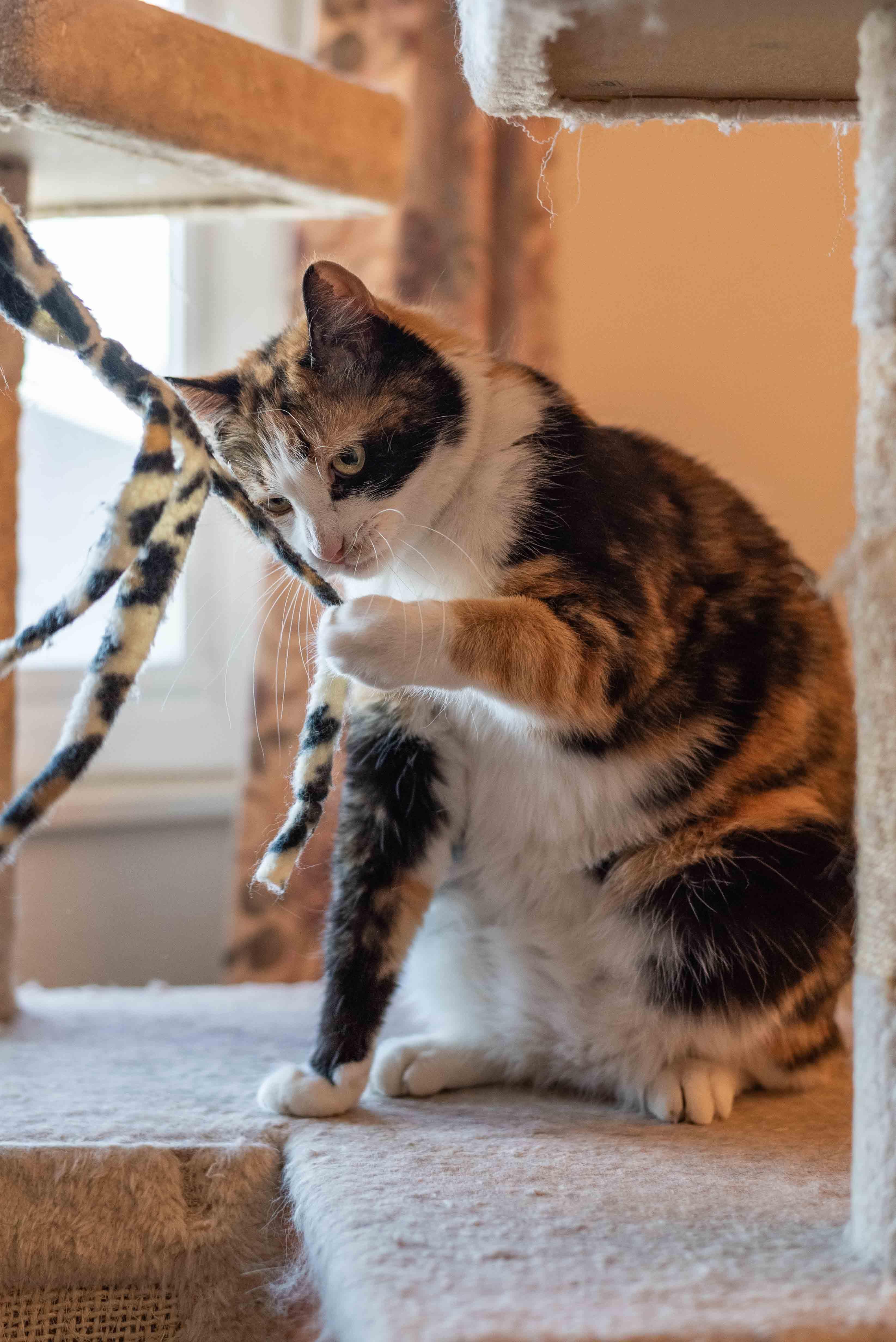 Enlarge Remi, a ADOPTABLE mixed breed in Colorado Springs, CO image 2/6